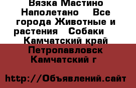 Вязка Мастино Наполетано  - Все города Животные и растения » Собаки   . Камчатский край,Петропавловск-Камчатский г.